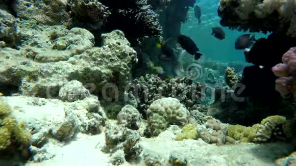 海洋珊瑚和鱼视频的预览图