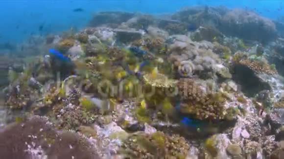 珊瑚礁上的蝴蝶鱼学校4k视频的预览图