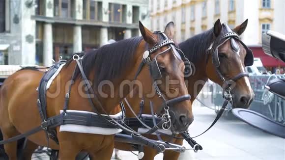 奥地利维也纳传统马车视频的预览图