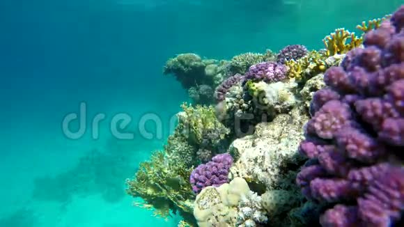 海洋珊瑚和鱼视频的预览图