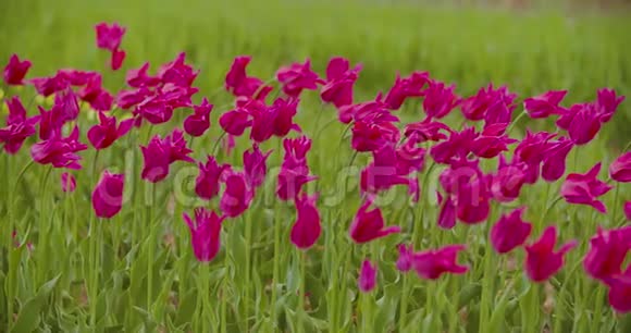 美丽的红色郁金香在田野上绽放视频的预览图