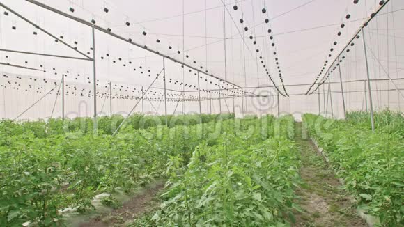 蔬菜生长在温室里视频的预览图