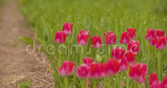 美丽的红色郁金香在田野上绽放视频的预览图