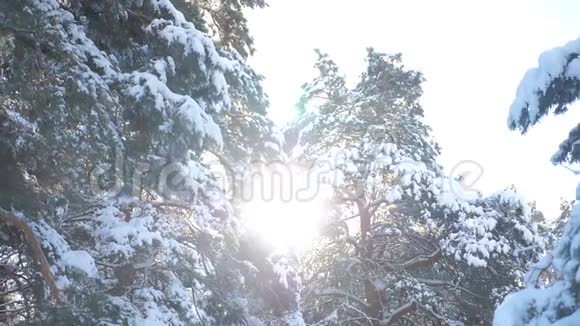 冬树顶松雪枝日光在日落时眩光冬景冬日阴天树梢视频的预览图