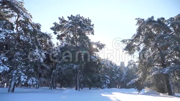 冰雪覆盖的森林生活方式慢动作视频冬天的松林在雪的阳光下视频的预览图