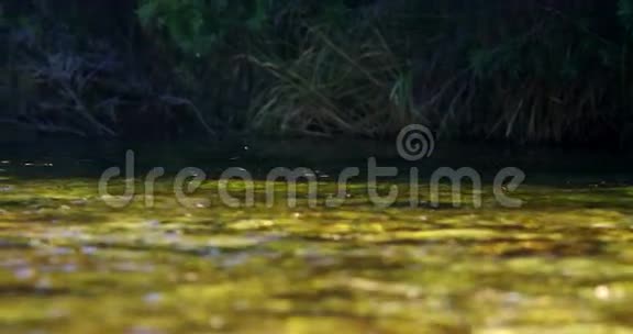 捕鱼在河里飞视频的预览图