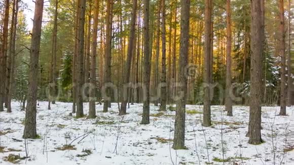 冬天的森林和太阳视频的预览图