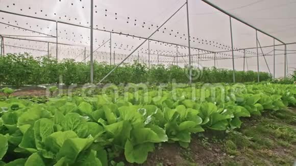蔬菜生长在温室里视频的预览图