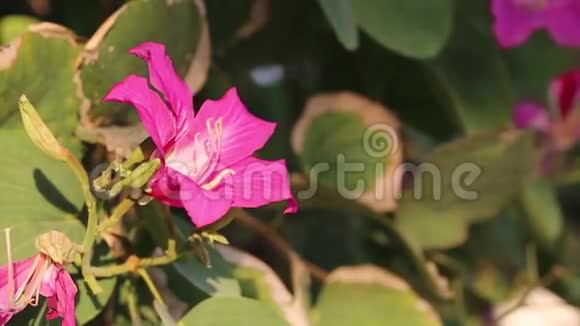 紫荆紫薇兰省越南视频的预览图