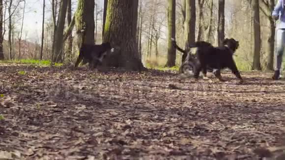 与伯尔尼牧羊犬小狗同行的女人视频的预览图