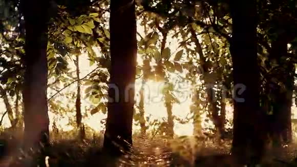 日落时的森林树木视频的预览图