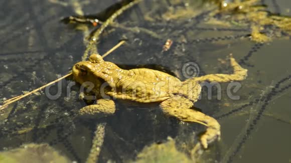 湖里的青蛙视频的预览图