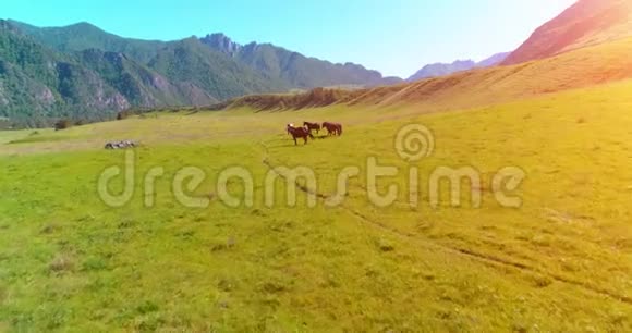 在草地上飞过野马群春山野自然自由生态概念视频的预览图