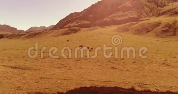 在草地上飞过野马群春山野自然自由生态概念视频的预览图