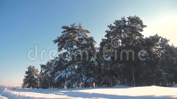 冬松日林中雪的阳光运动冻霜圣诞新年树新概念冬季视频的预览图