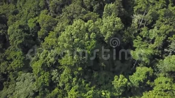 山和丛林树木拍摄视频的预览图