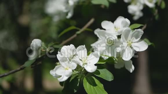 盛开的苹果树春天公园里阳光明媚的一天视频的预览图