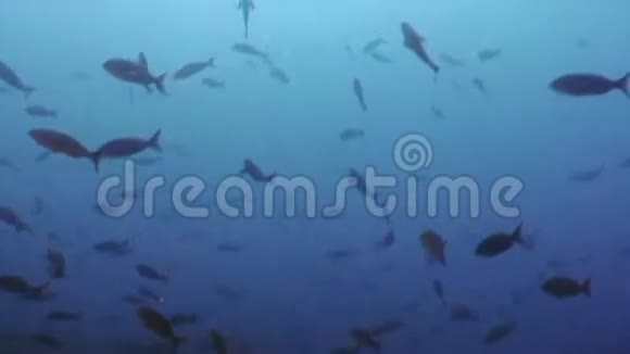 加拉帕戈斯海洋泻湖下的鱼群视频的预览图