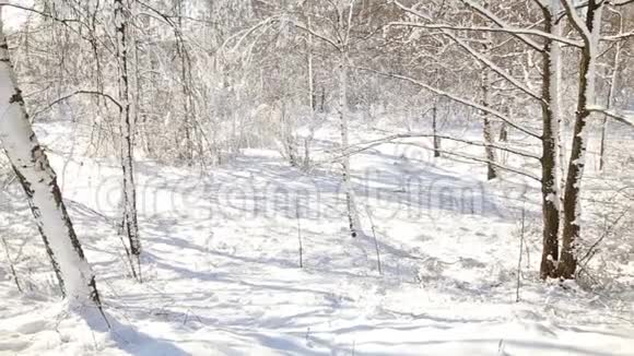 晴朗天气下的雪林树在雪的重压下弯曲视频的预览图