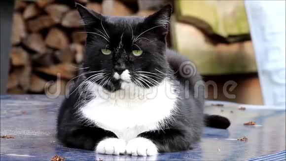 公猫黑白视频的预览图