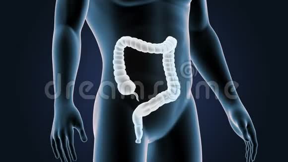 大肠在人体中的位置视频的预览图