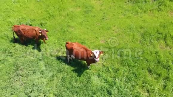 牧场上一片绿油油的草地上一群牛在嚼草视频的预览图