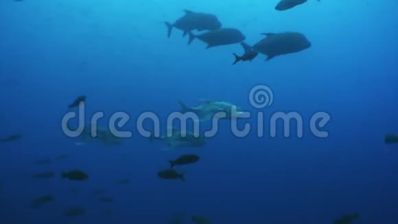 加拉帕戈斯群岛上蓝色海水背景上的鱼群视频的预览图