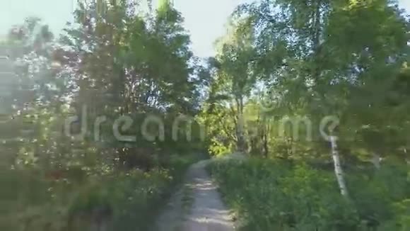 阳光明媚的森林视频的预览图