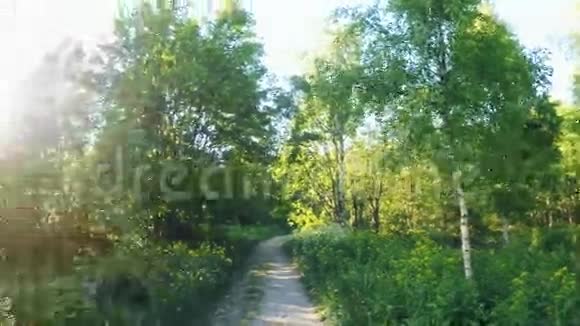 阳光明媚的森林视频的预览图