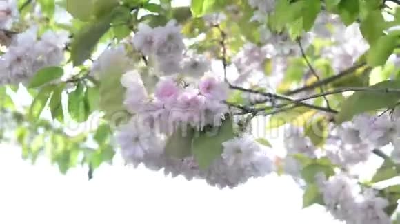 春天的日本樱花视频的预览图