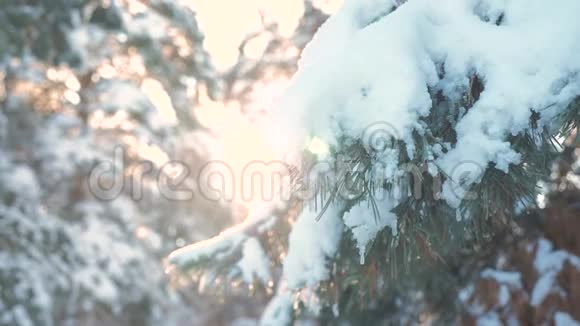 日落时松树阳光枝向冬季景观眩光冬天松松阳光林中的雪阳光运动视频的预览图