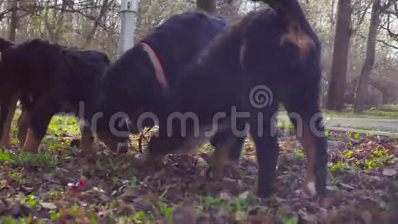伯尼斯牧羊犬和她的小狗在公园里视频的预览图