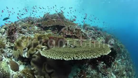 健康和生物多样性的珊瑚礁在印度尼西亚视频的预览图