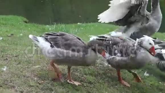 鹅鸟动物自然野生动物视频的预览图