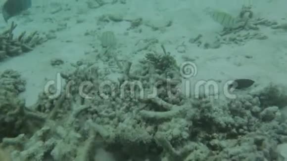 水下观赏死珊瑚礁和美丽的鱼类偷东西马尔代夫印度洋视频的预览图