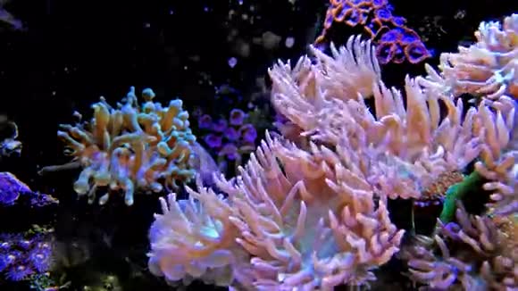 水族馆里充满活力的珊瑚视频的预览图