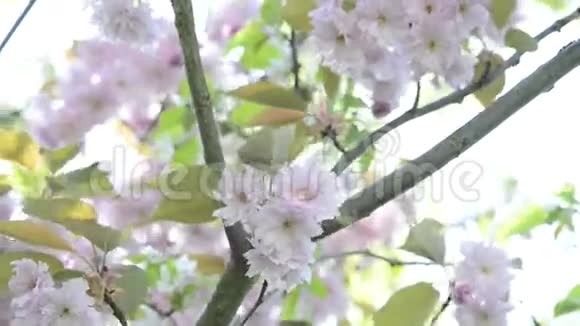 春天的日本樱花视频的预览图