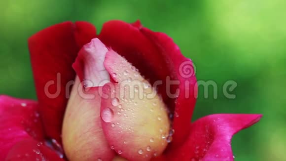 红玫瑰特写与水滴视频的预览图