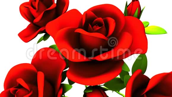 白色背景的红玫瑰花束视频的预览图