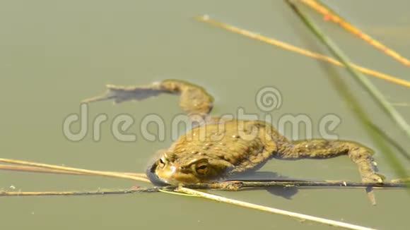 湖里的青蛙视频的预览图