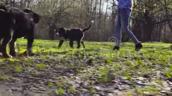 伯尼斯牧羊犬和她的小狗在公园里视频的预览图