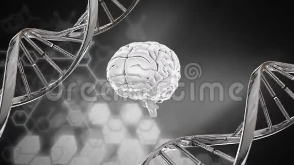 脑和DNA螺旋视频的预览图