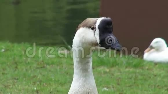 鹅鸟动物自然野生动物视频的预览图