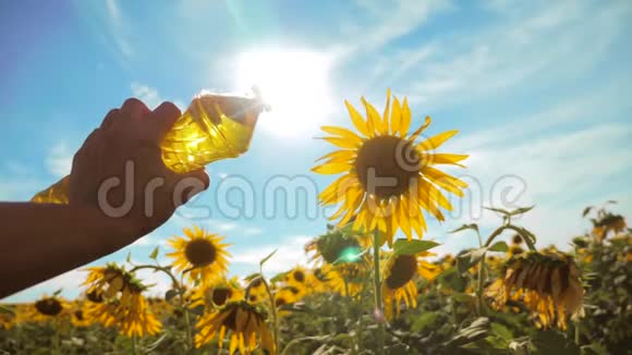农夫手里拿着一瓶塑料葵花籽油阳光洒在他的手里慢动作视频蓝天背景视频的预览图
