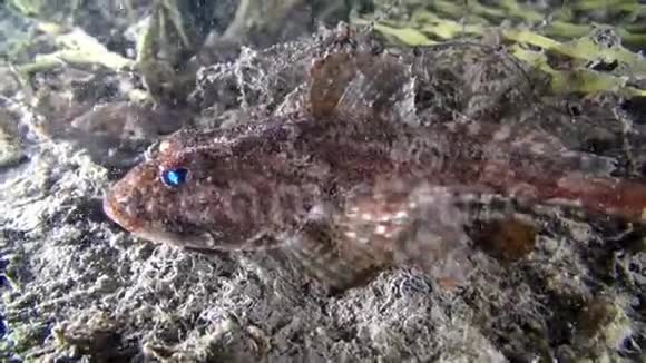 巴伦支海海底的鱼视频的预览图