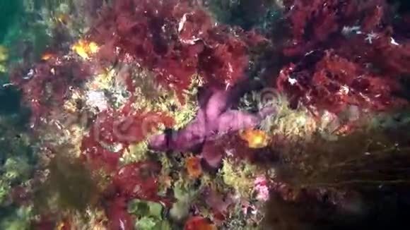 巴伦支海海底的海洋生物视频的预览图