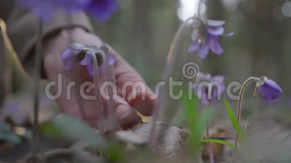 美丽的少女在森林里采野花视频的预览图