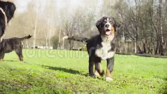 伯尼斯牧羊犬小狗在公园的草地上视频的预览图
