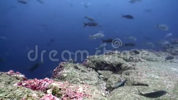 加拉帕戈斯海洋泻湖下的鱼群视频的预览图
