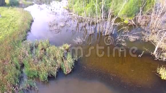 从空中俯瞰沼泽视频的预览图